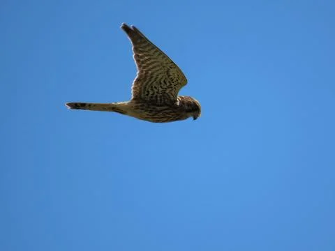 Kestrel: Focused Hunter Stock Photos