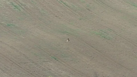 Kestrel Stock Footage 95034857