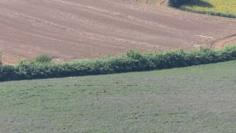 Kestrel Stock Footage 95035695