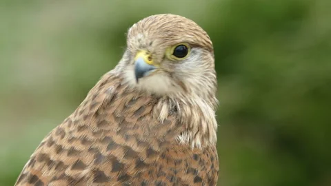 Kestrel Video stock 111966426