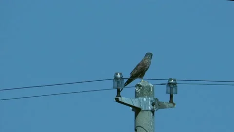 Kestrel Stock Footage 137883792
