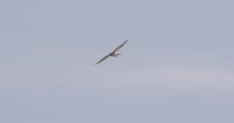 Kestrel hovering, Dorset, UK Stock Footage 144258793