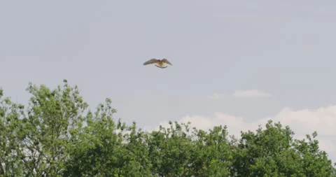 Kestrel hovering, Dorset, UK Stock-Footage 144258933