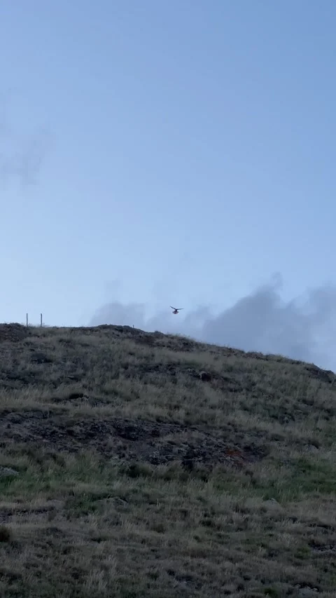Kestrel Hovering During Hunt at Blue Hour Stock Footage 299944648