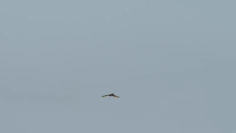 Kestrel hovering mid-air, hunting Video stock 314462995