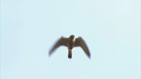 Kestrel Hovers above camera Video stock 8906968
