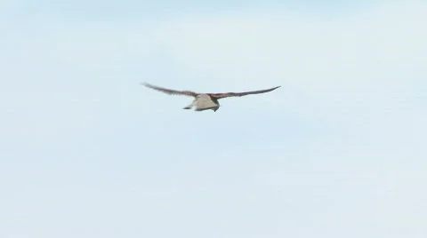 Kestrel hovers Stock Footage 474610