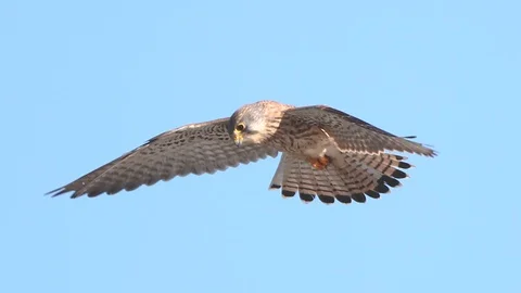 Kestrel hunting slowMotion Stock Footage 101387529