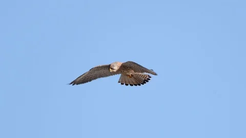Kestrel hunting slowMotion Stock Footage