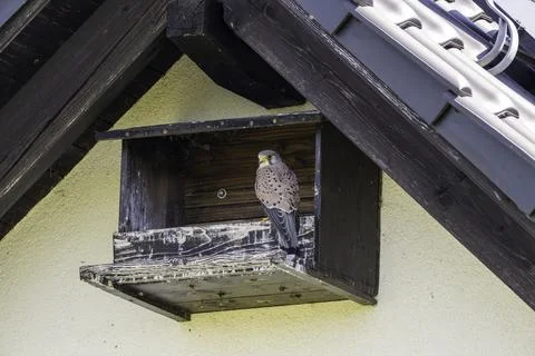 A kestrel in its half-cave Stock Photos