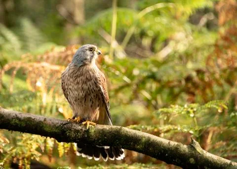Kestrel (Luigi) Stock Photos
