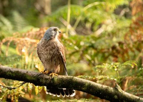 Kestrel (Luigi) Stock Photos