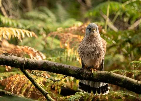 Kestrel (Luigi) Stock Photos