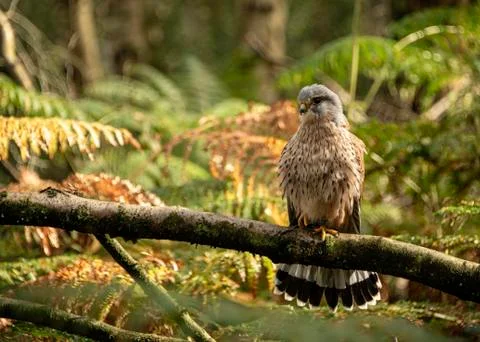 Kestrel (Luigi) Stock Photos