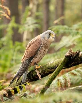 Kestrel (Luigi) Stock Photos
