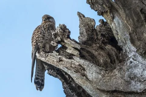 Kestrel nesting in hollow of tree Stock Photos