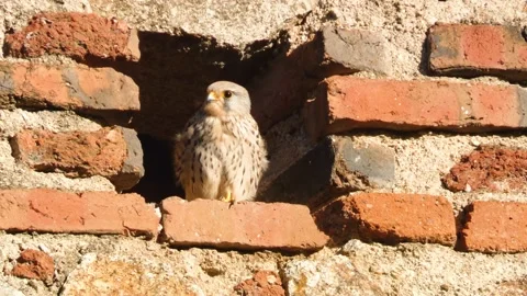 A kestrel in an opening of an old wall and looking and waiting to find a new Stock Footage 240001082