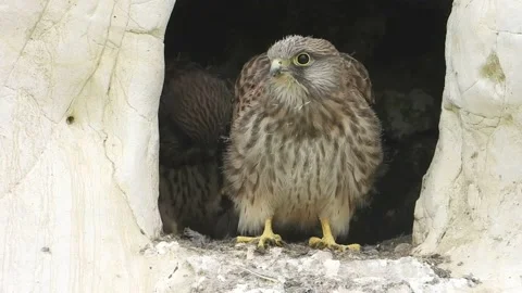 Kestrel or Common Kestrel. A close-up of a chick   (Falco tinnunculus)   142 Stock Footage 157916029