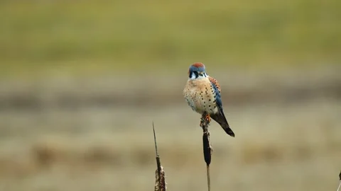 Kestrel in Oregon Stock Footage 224788451