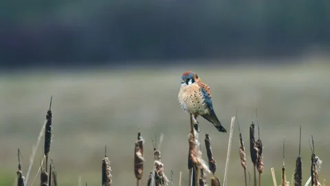 Kestrel in Oregon Stock-Footage 224791667