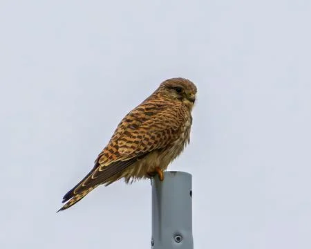 Kestrel Perched on Post Stock Photos