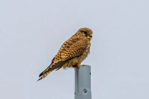 Kestrel Perched on Post Stock Photos