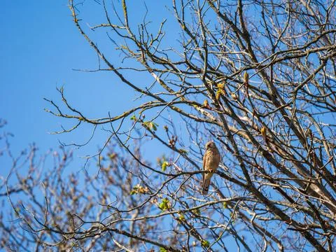 Kestrel Perched in a Tree Stock Photos