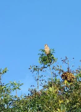 Kestrel perched in the UK Stock Photos