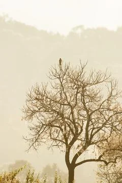 A Kestrel is perching on the bare tree. Stock Photos