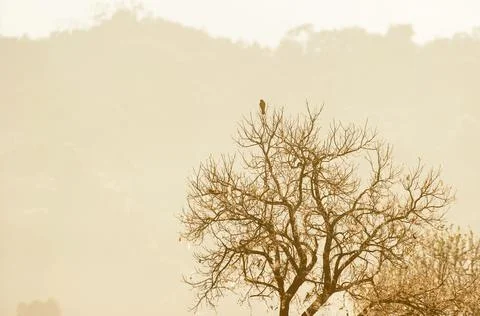A Kestrel is perching on the bare tree. Stock Photos