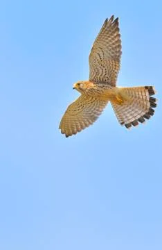 Kestrel Stock Photos