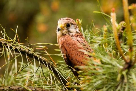 Kestrel Stock Photos