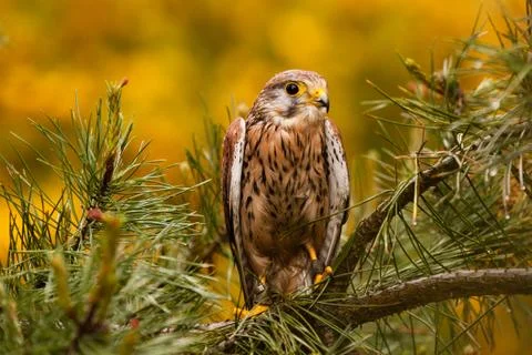 Kestrel Stock Photos