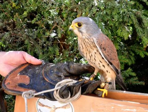 Kestrel Stock Photos