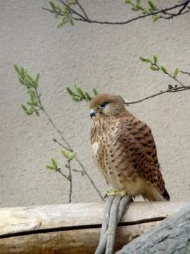 Kestrel Stock Photos