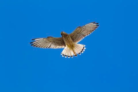 Kestrel Stock Photos