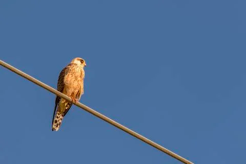 Kestrel Foto stock
