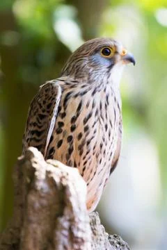 Kestrel Fotos de archivo
