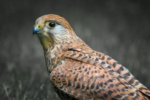 Kestrel Stock Photos