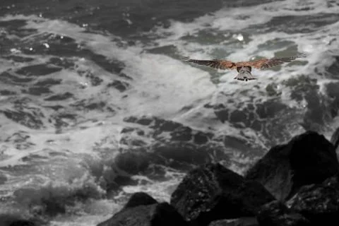 Kestrel Stock Photos