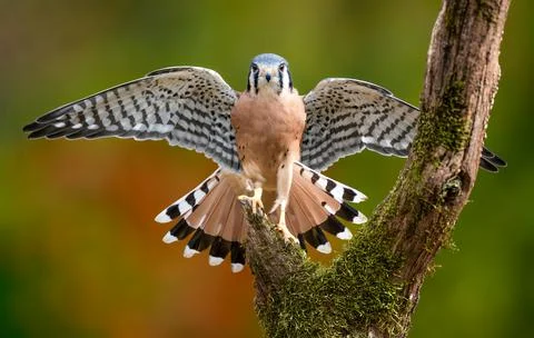 Kestrel Stock Photos