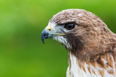 Kestrel Stock Photos