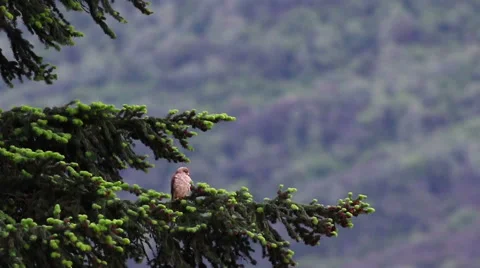 Kestrel on a pine tree 스톡 동영상 68808914