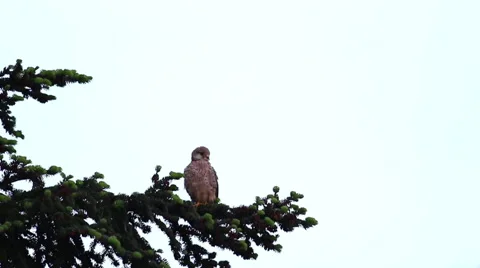 Kestrel on a pine tree 스톡 동영상 68808986