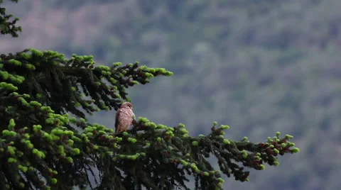 Kestrel on a pine tree 스톡 동영상 68808990