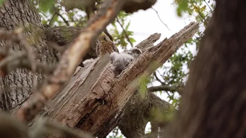 Kestrel returning to feed chicks at nest in 4K Stock-Footage 322599891