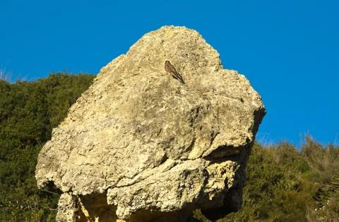 Kestrel on rock Stock Photos