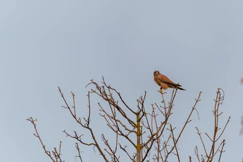 Kestrel sits alert on a leafless tree branch Stock-Fotos