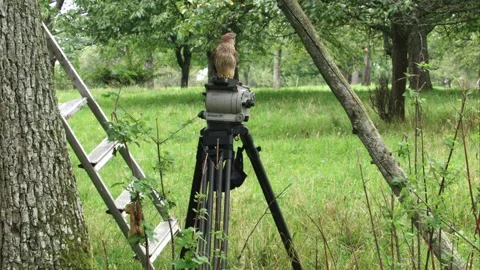 Kestrel sits on a camera tripod Stock Footage 277812978