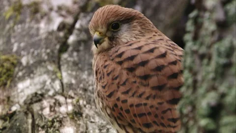 Kestrel sits in an old tree (close up) Stock Footage 277812995